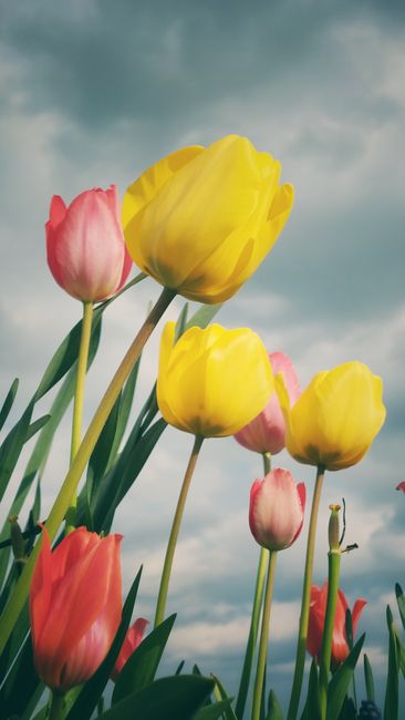 Detail Gambar Bunga Tulip Warna Warni Number 2