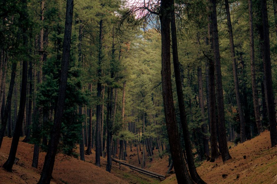 Detail Wallpaper Hutan Hd Untuk Desktop Number 12