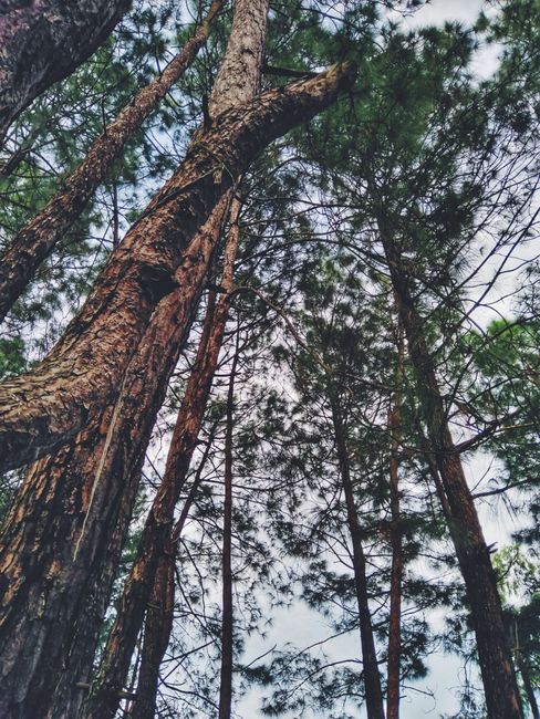 Detail Gambar Hutan Pinus Untuk Background Number 7
