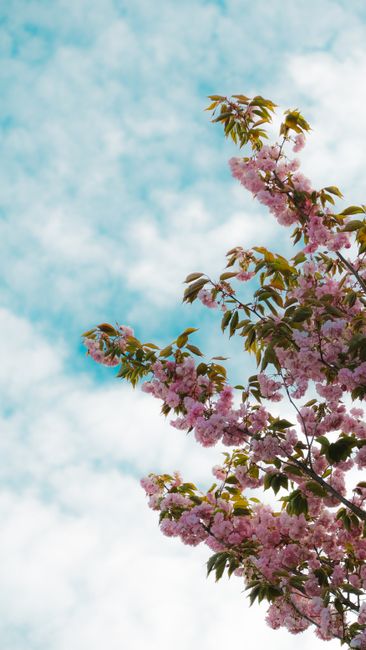 Detail Wallpaper Bunga Sakura Hd Number 20