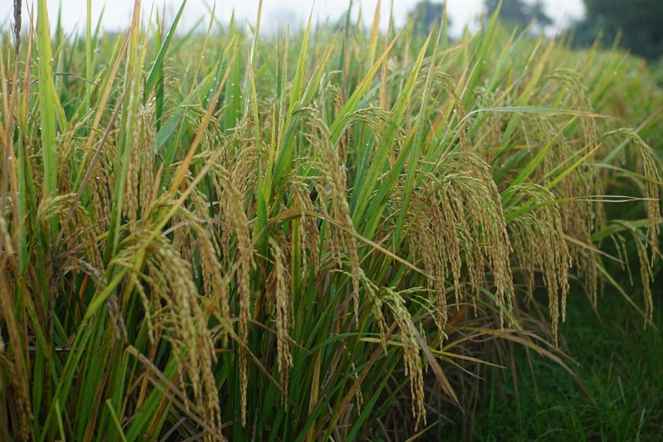 Detail Foto Hujan Di Tengah Sawah Number 20