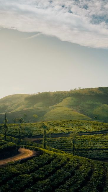 Detail Gambar Kebun Teh Yang Hijau Number 13