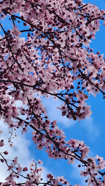 Detail Wallpaper Bunga Sakura Hd Number 18