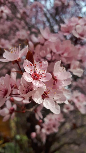 Detail Foto Bunga Sakura Saat Mekar Number 14