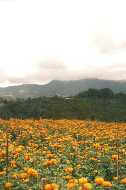 Detail Foto Ladang Bunga Yang Indah Number 16