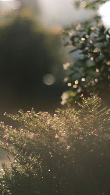 Detail Foto Pemandangan Dengan Efek Bokeh Number 14
