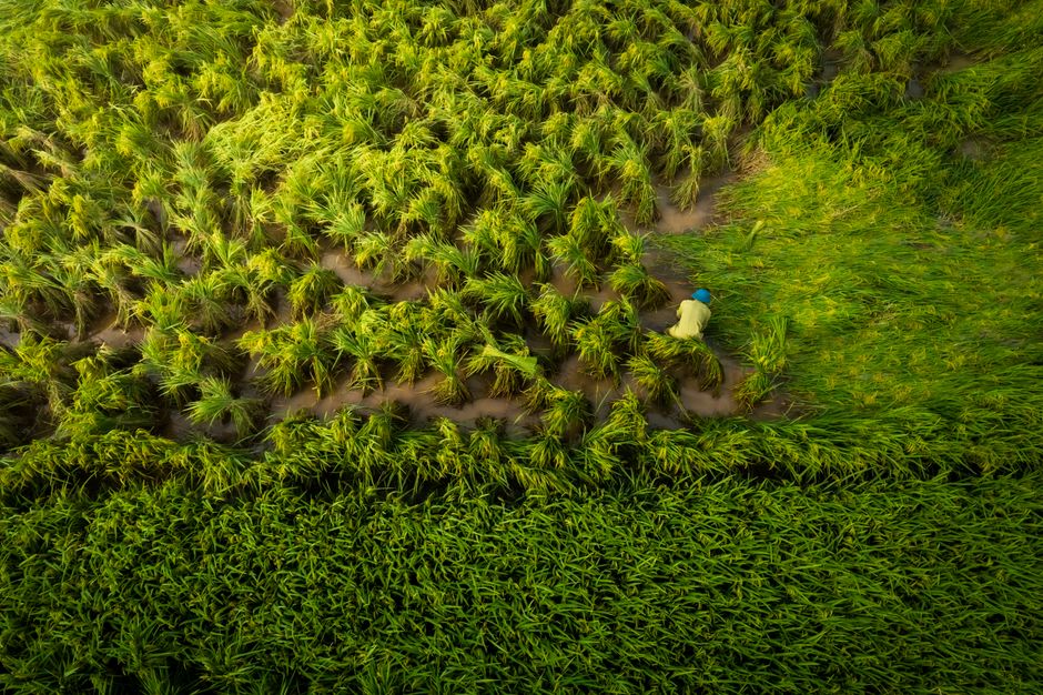 Detail Gambar Sawah Menguning Saat Panen Number 10