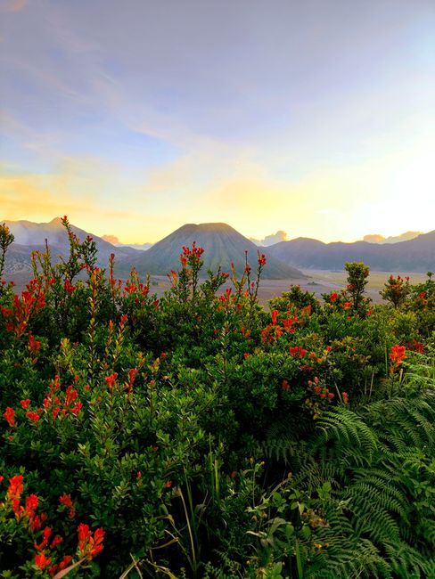 Detail Foto Gunung Bromo Saat Sunrise Number 20