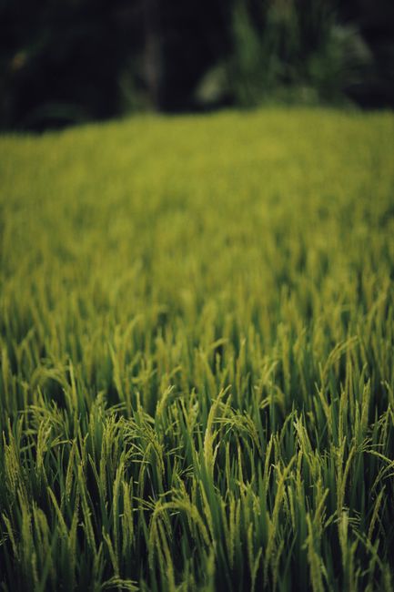 Detail Wallpaper Sawah Hd Untuk Laptop Number 20