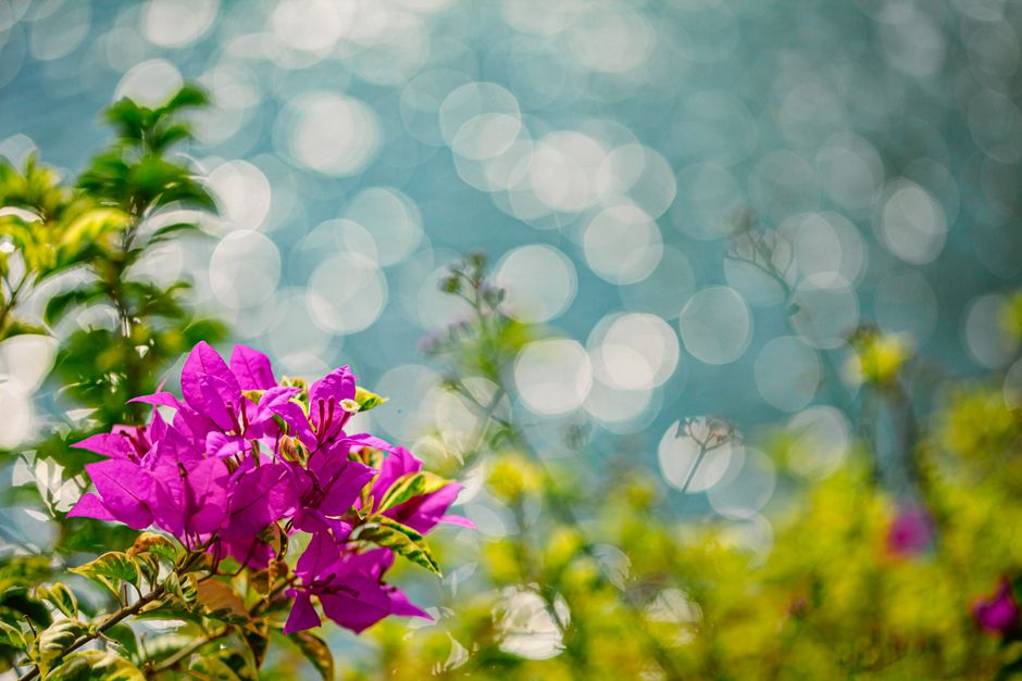 Detail Foto Pemandangan Dengan Efek Bokeh Number 9