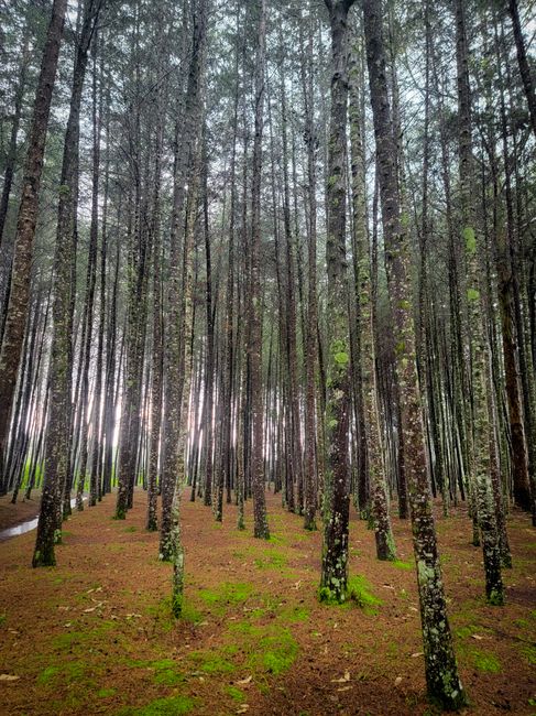 Detail Foto Hutan Pinus Yang Estetik Number 15