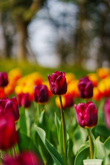 Detail Gambar Bunga Tulip Warna Warni Number 16