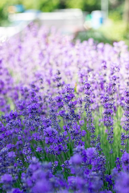 Detail Gambar Bunga Lavender Di Kebun Number 9