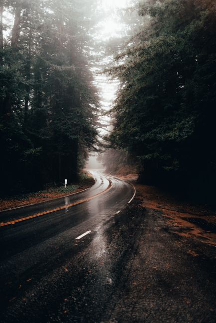 Detail Foto Jalan Hutan Saat Hujan Number 13
