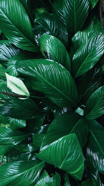 Detail Gambar Daun Tropis Estetik Number 17
