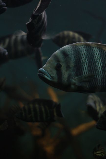 Korallenriff Bunte Fische Unterwasser Szene D2f3