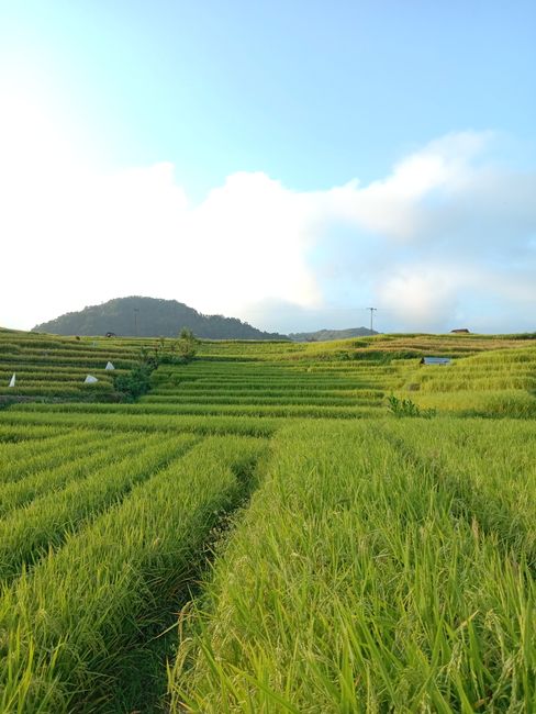 Detail Gambar Sawah Menguning Saat Panen Number 15