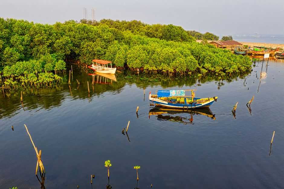 Detail Gambar Hutan Mangrove Yang Lestari Number 20