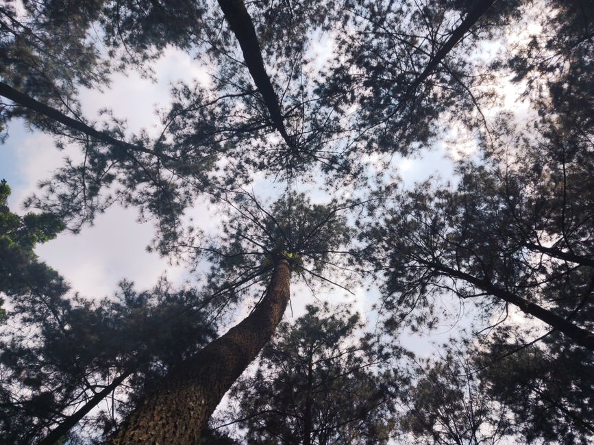 Detail Gambar Hutan Pinus Untuk Background Number 19