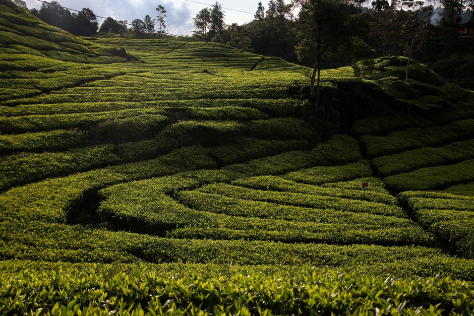 Foto Pemandangan Ciwidey Bandung A6e7