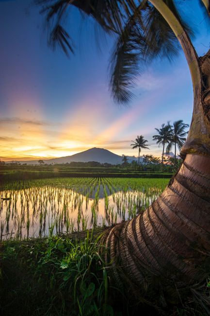 Gambar Pemandangan Sawah Saat Senja 2b50