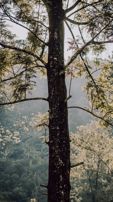 Detail Foto Pepohonan Rindang Di Hutan Number 13