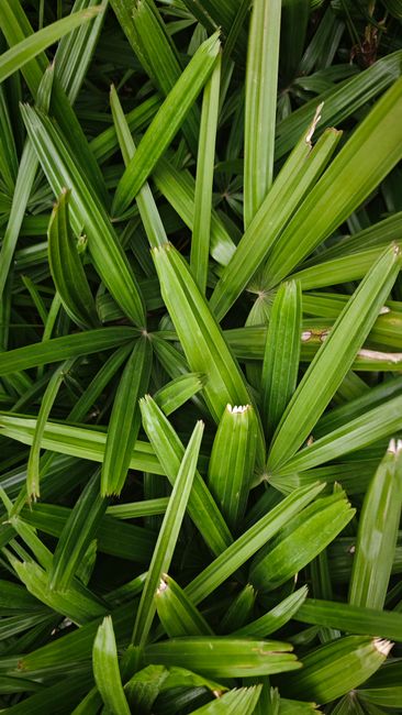 Detail Gambar Daun Tropis Estetik Number 5