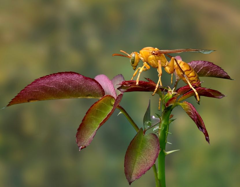 Detail Wallpaper Hutan Hd Untuk Desktop Number 20