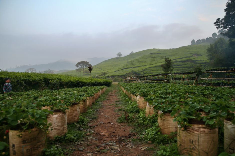 Detail Foto Kebun Organik Yang Hijau Number 9