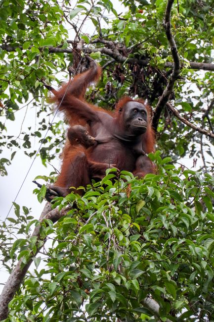 Gambar Orangutan Di Hutan Kalimantan