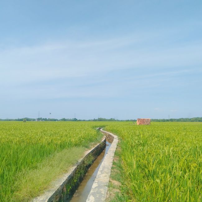 Detail Gambar Sawah Kartun Yang Mudah Number 15