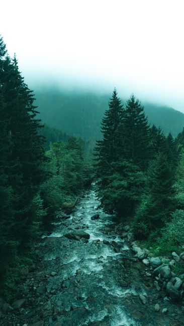 Detail Wallpaper Sungai Dan Hutan 4k Number 12