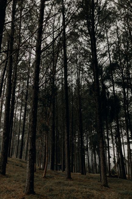 Detail Foto Pepohonan Rindang Di Hutan Number 8