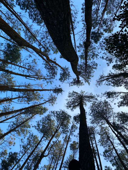 Foto Hutan Pinus Yang Estetik