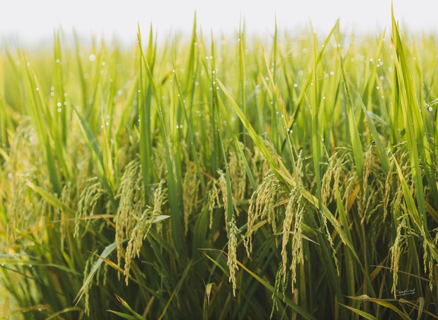 Detail Wallpaper Sawah Hd Untuk Laptop Number 18
