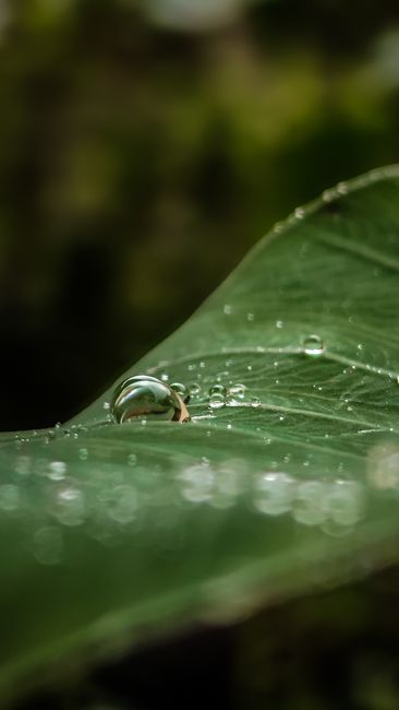 Detail Gambar Embun Pagi Di Daun Number 11