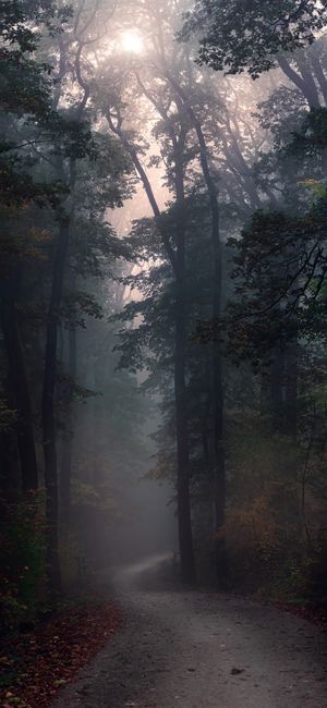Detail Foto Hutan Berkabut Yang Indah Number 20