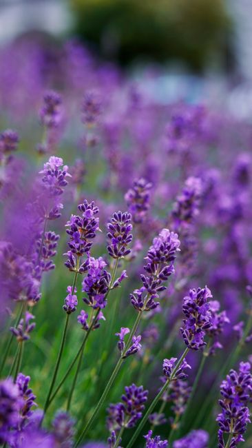 Detail Gambar Bunga Lavender Di Kebun Number 3