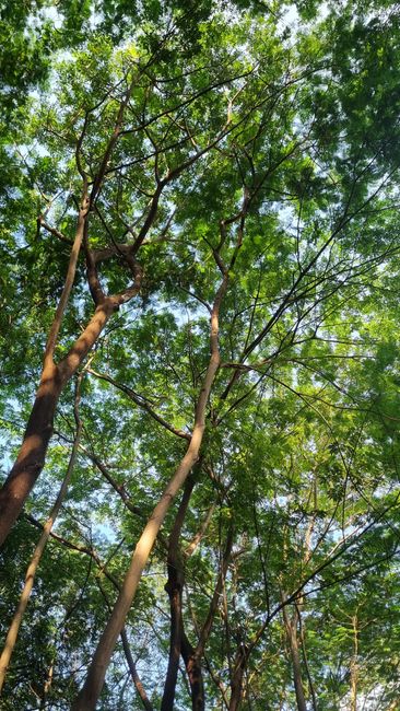 Detail Gambar Hutan Hijau Yang Indah Number 10