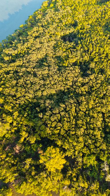 Detail Gambar Ekosistem Hutan Yang Mudah Number 9