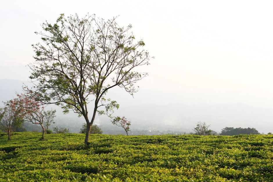 Gambar Kebun Teh Yang Hijau
