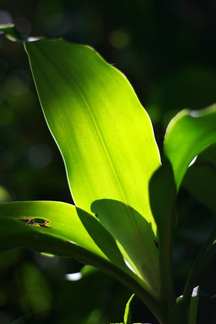 Foto Daun Hijau Dengan Cahaya Matahari
