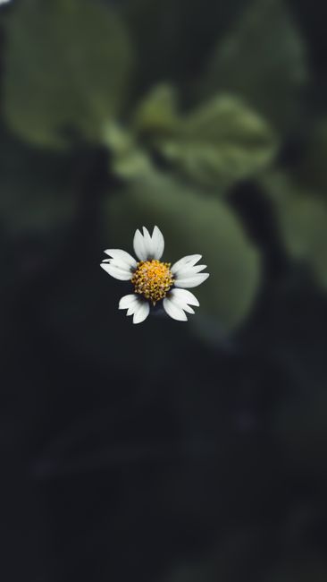 Detail Wallpaper Bunga Hd Untuk Hp Number 7