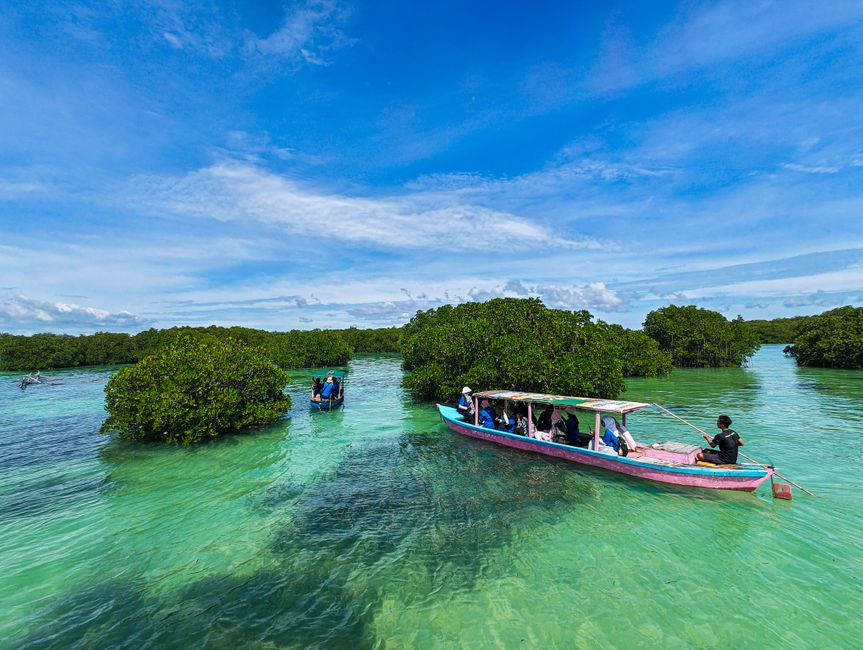 Foto Hutan Mangrove Indonesia