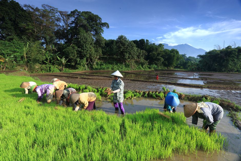 Detail Gambar Sawah Vector Indonesia Number 19