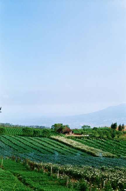 Detail Foto Kebun Organik Yang Hijau Number 6