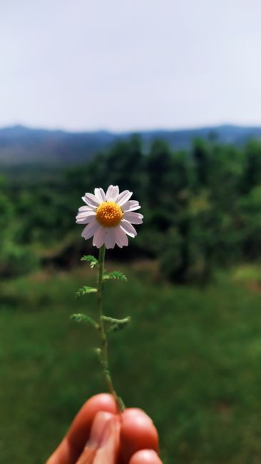 Detail Gambar Bunga Liar Di Padang Rumput Number 16