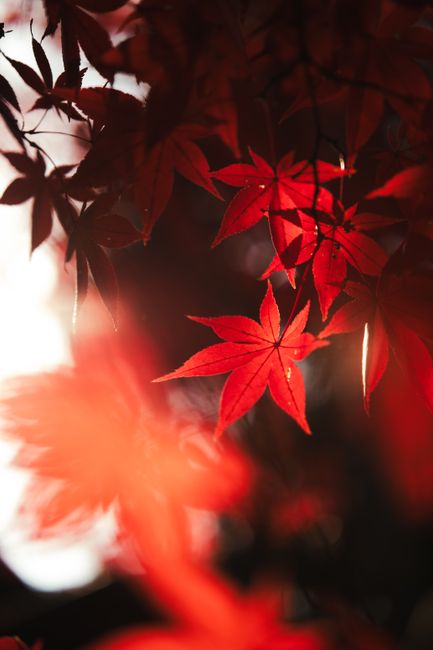 Gambar Daun Maple Merah Musim Gugur
