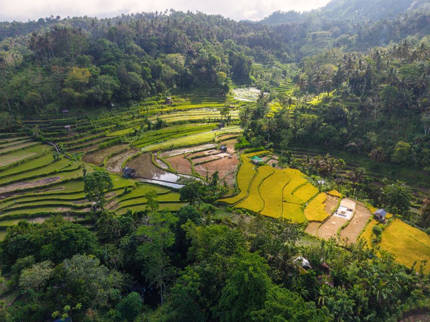 Detail Foto Sawah Hijau Di Bali Number 13