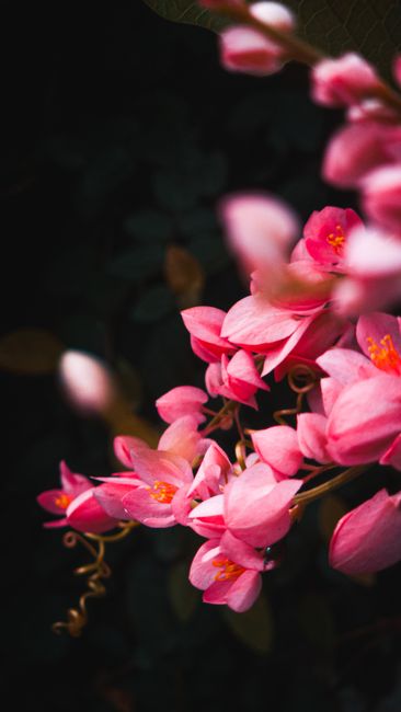 Detail Wallpaper Bunga Hd Untuk Hp Number 18